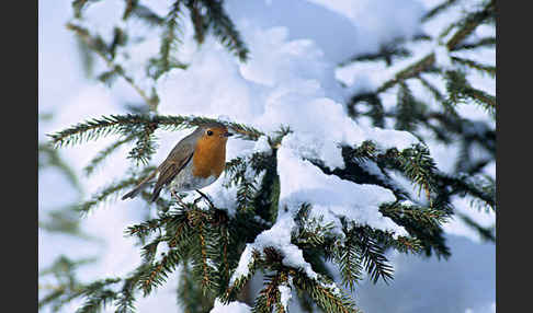 Rotkehlchen (Erithacus rubecula)