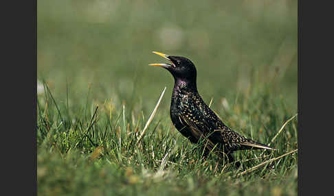 Star (Sturnus vulgaris)