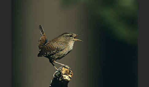 Zaunkönig (Troglodytes troglodytes)