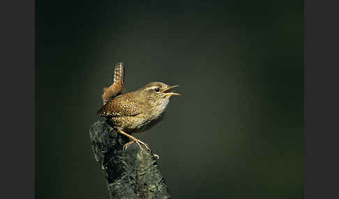 Zaunkönig (Troglodytes troglodytes)