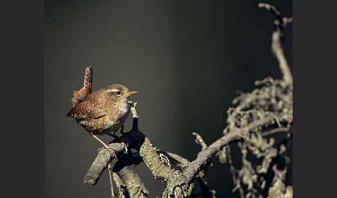 Zaunkönig (Troglodytes troglodytes)