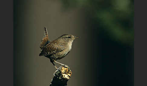 Zaunkönig (Troglodytes troglodytes)