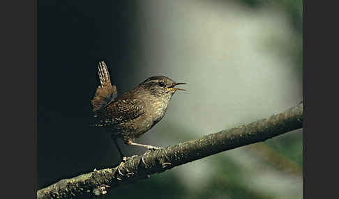 Zaunkönig (Troglodytes troglodytes)