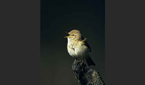 Zilpzalp (Phylloscopus collybita)