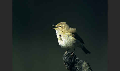 Zilpzalp (Phylloscopus collybita)