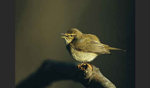 Zilpzalp (Phylloscopus collybita)