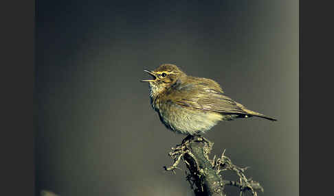 Zilpzalp (Phylloscopus collybita)