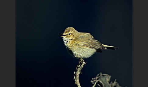 Zilpzalp (Phylloscopus collybita)