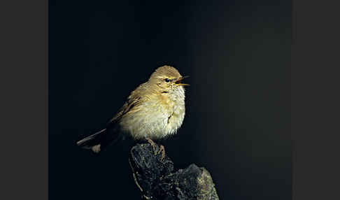 Zilpzalp (Phylloscopus collybita)