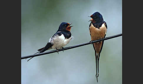 Rauchschwalbe (Hirundo rustica)