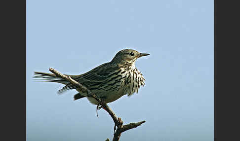 Wiesenpieper (Anthus pratensis)