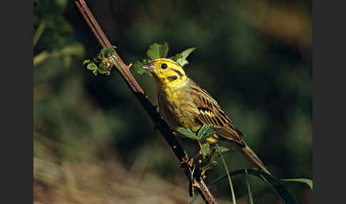 Goldammer (Emberiza citrinella)