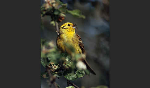 Goldammer (Emberiza citrinella)