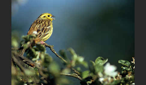 Goldammer (Emberiza citrinella)