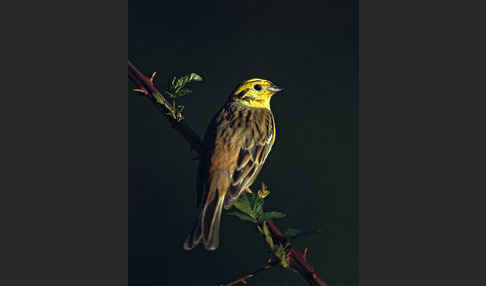 Goldammer (Emberiza citrinella)