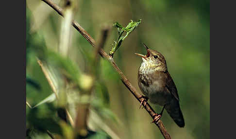 Schlagschwirl (Locustella fluviatilis)