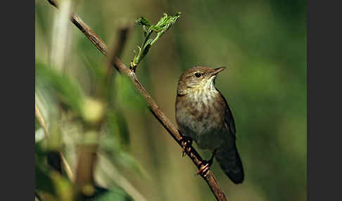 Schlagschwirl (Locustella fluviatilis)