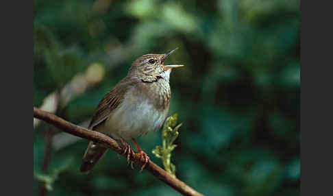 Schlagschwirl (Locustella fluviatilis)