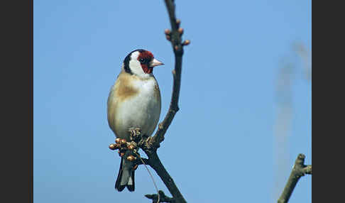 Stieglitz (Carduelis carduelis)