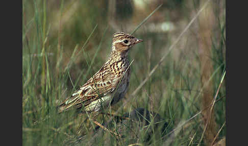 Feldlerche (Alauda arvensis)