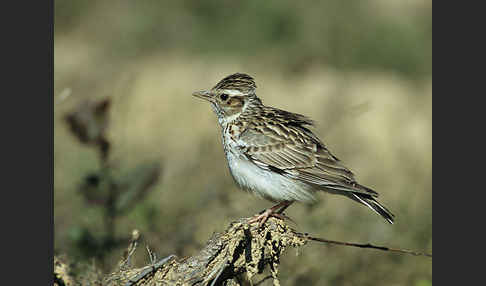 Heidelerche (Lullula arborea)