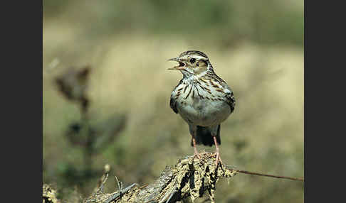 Heidelerche (Lullula arborea)