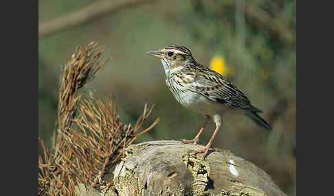 Heidelerche (Lullula arborea)