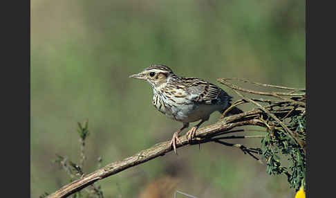 Heidelerche (Lullula arborea)