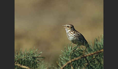 Heidelerche (Lullula arborea)