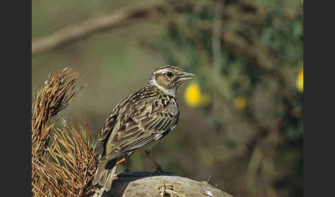 Heidelerche (Lullula arborea)