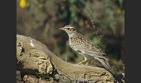 Heidelerche (Lullula arborea)