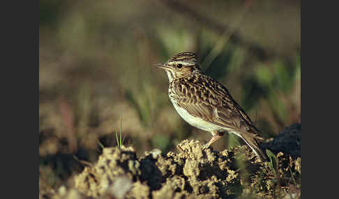 Heidelerche (Lullula arborea)