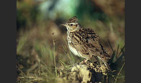 Heidelerche (Lullula arborea)