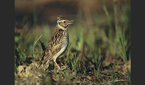 Heidelerche (Lullula arborea)