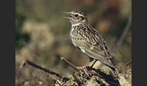 Heidelerche (Lullula arborea)