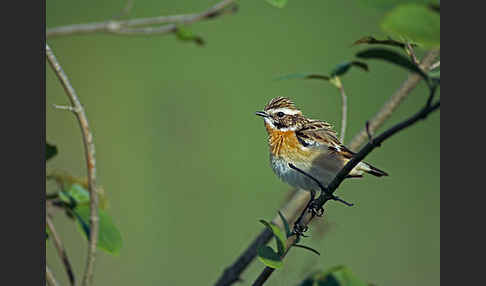 Braunkehlchen (Saxicola rubetra)