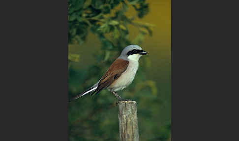 Neuntöter (Lanius collurio)