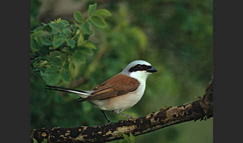 Neuntöter (Lanius collurio)