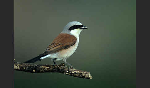 Neuntöter (Lanius collurio)