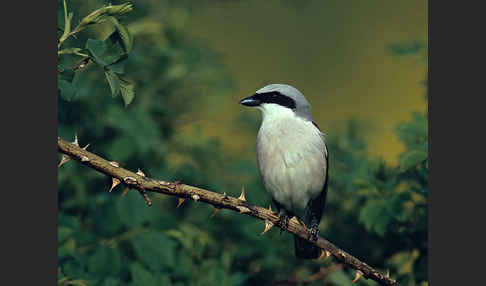 Neuntöter (Lanius collurio)