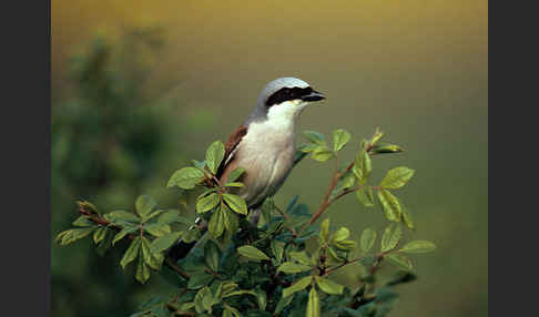 Neuntöter (Lanius collurio)