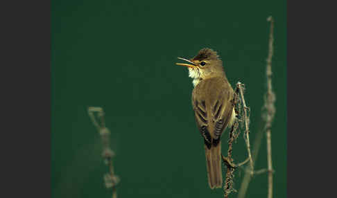 Sumpfrohrsänger (Acrocephalus palustris)