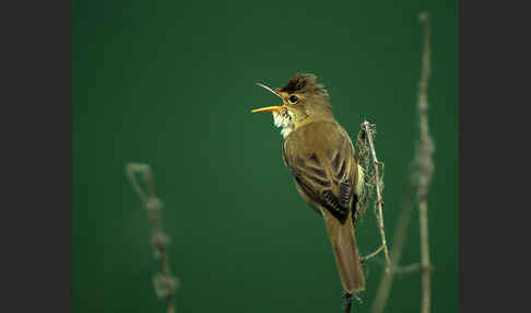 Sumpfrohrsänger (Acrocephalus palustris)