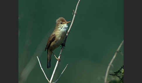 Sumpfrohrsänger (Acrocephalus palustris)