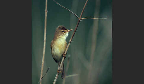 Sumpfrohrsänger (Acrocephalus palustris)