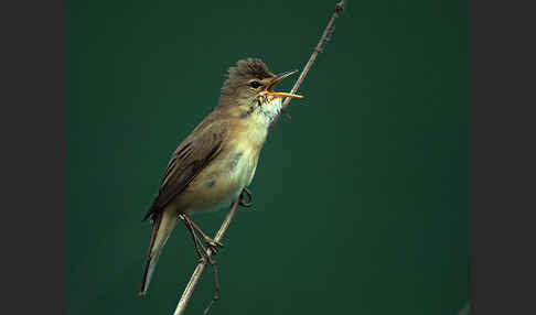 Sumpfrohrsänger (Acrocephalus palustris)