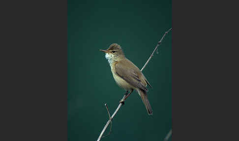 Sumpfrohrsänger (Acrocephalus palustris)