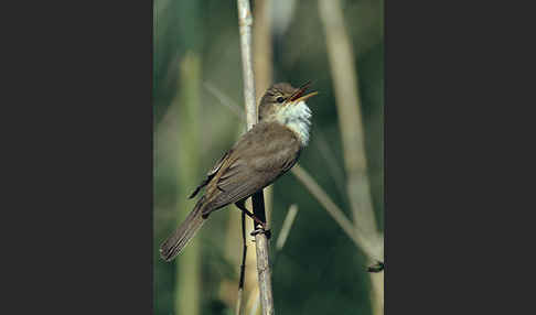 Teichrohrsänger (Acrocephalus scirpaceus)