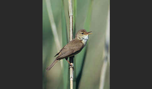 Teichrohrsänger (Acrocephalus scirpaceus)