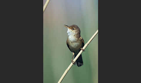 Teichrohrsänger (Acrocephalus scirpaceus)